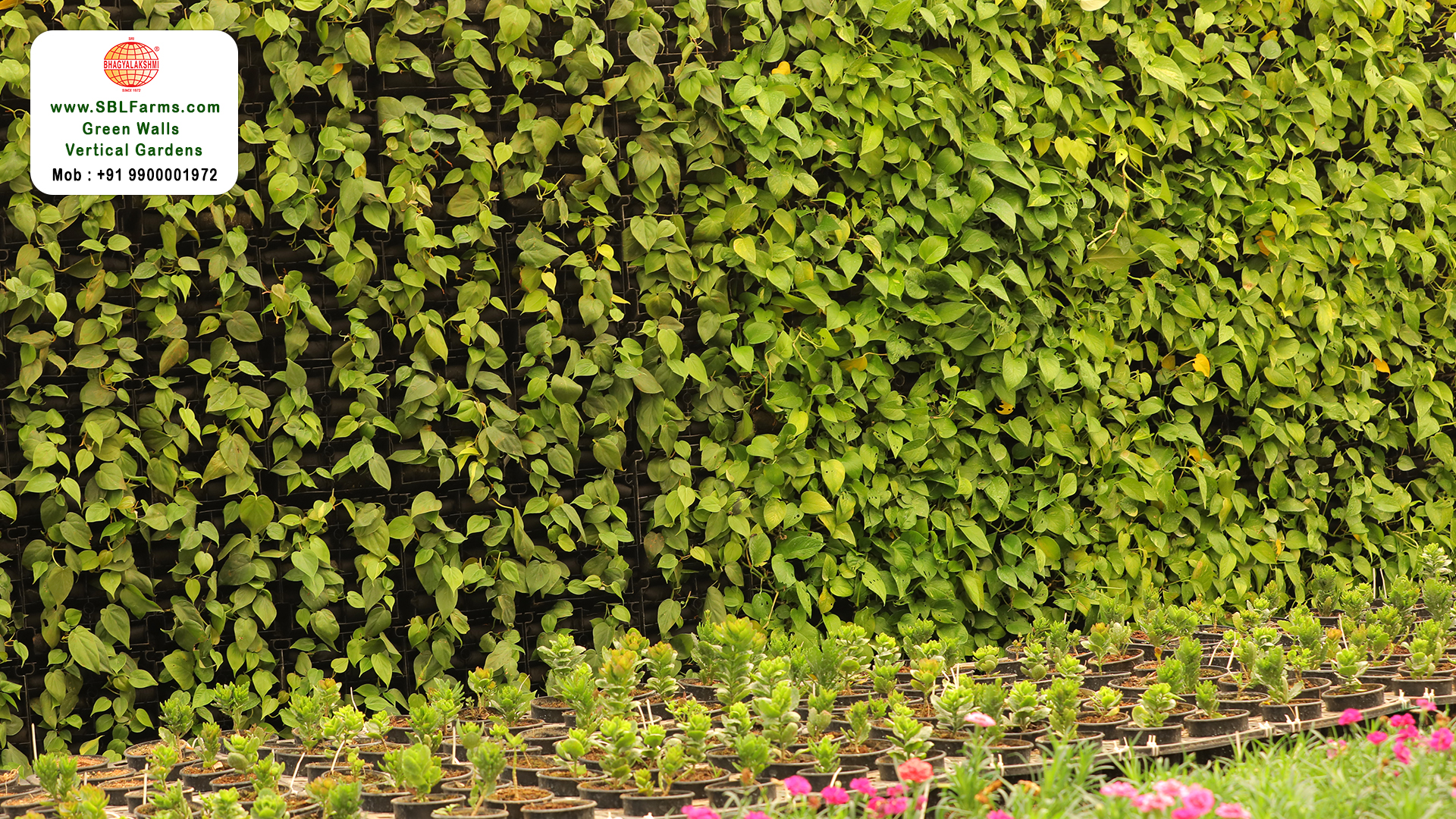 Sbl Farms Green walls and Living walls, Vertical Garden, Bio Curtains,Green wall or vertical garden design for home in bangalore